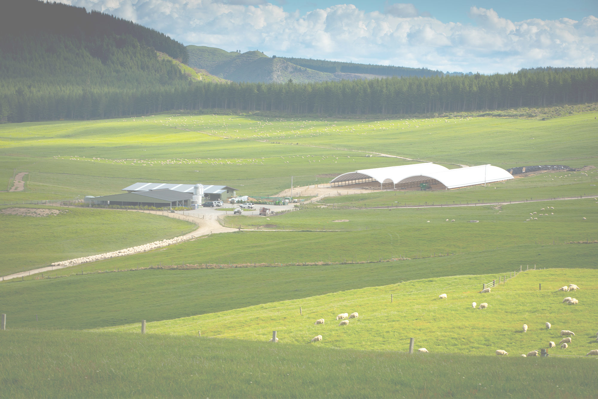 专业化牧场位于新西兰黄金奶源带