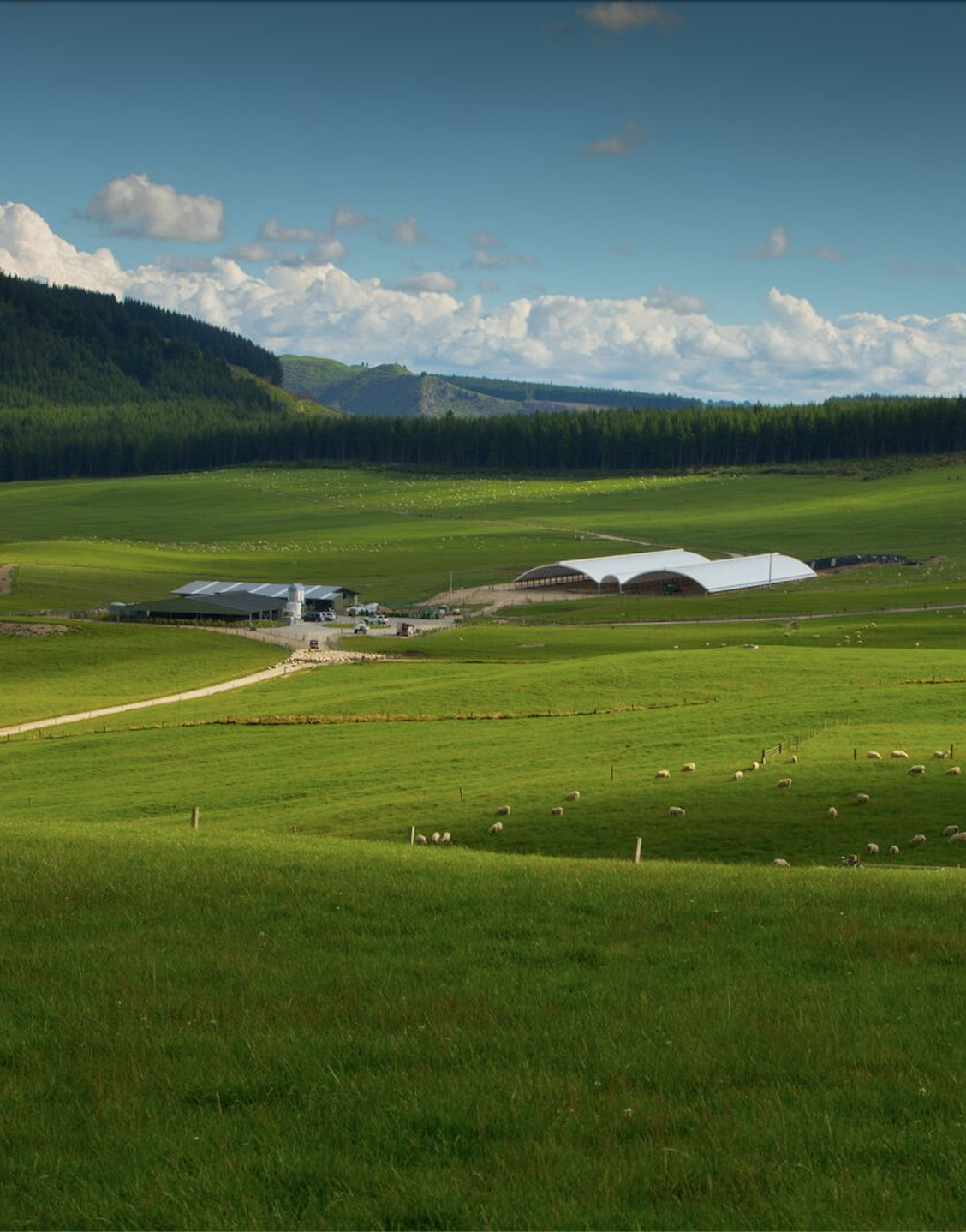 优质的新西兰羊奶产品，来自理想的合作伙伴