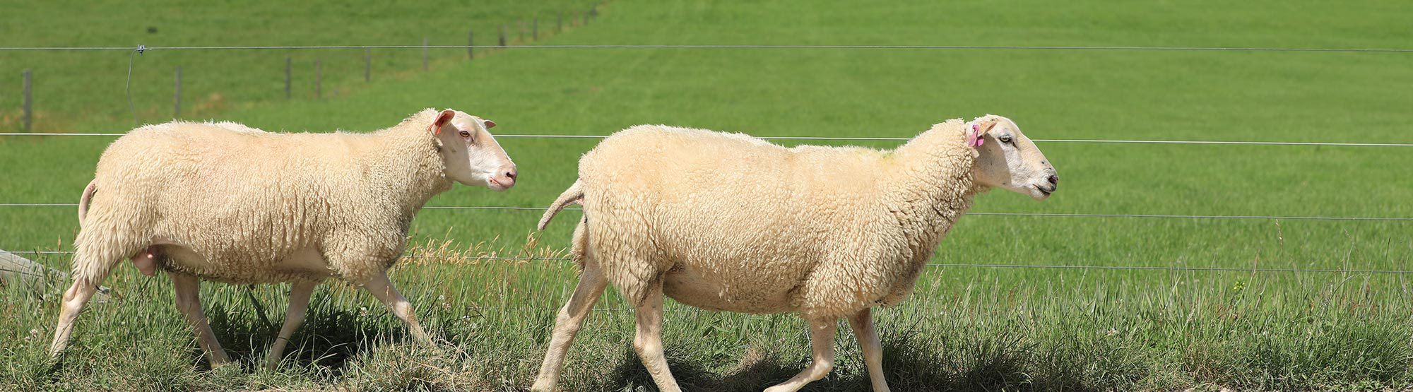 sheep