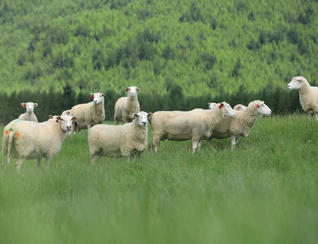 绵羊奶-饲草的差别